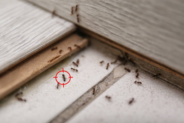 Best Residential Pest Control  in Messiah College, PA