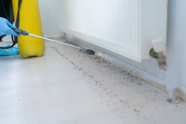 Best Termite Control Services  in Messiah College, PA